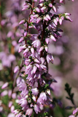 Pink heather flowers in close up