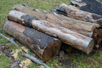 Cut parts of the trunk outside on the hillside.
