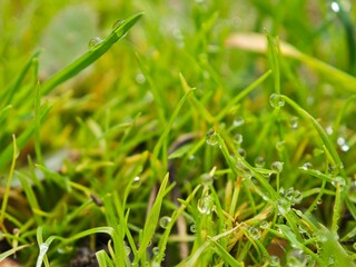 green grass with dew drops