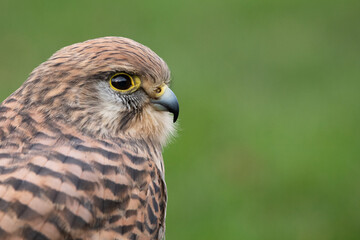 close up of an Kestrel