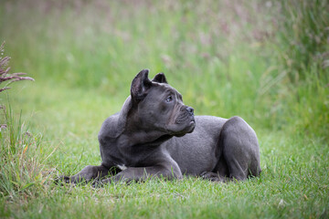 Cane Corso dog 