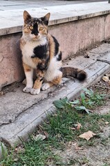 A colorful street cat sitting on the ground and looking at the camera