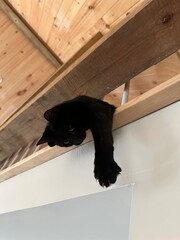 Fototapeta premium Black cat
