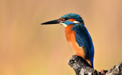 un pajaro martin pescador en un posadero en un lago