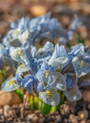 Cluster of Pale Blue Katharine Hodgkin Dwarf Iris Dotted with Morning Frost