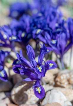 Deep Violet Dwarf Iris Flowers Blooming in Rocky Garden in Spring