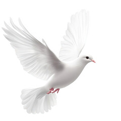 Obraz premium White dove peace pigeon bird fly background olive sky world. Isolated religion dove white peace animal religious branch hope freedom black spirit holy light day icon independence spiritual love twig