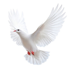 Fototapeta premium White dove peace pigeon bird fly background olive sky world. Isolated religion dove white peace animal religious branch hope freedom black spirit holy light day icon independence spiritual love twig