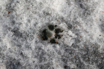 A dog's footprint in the snow.
