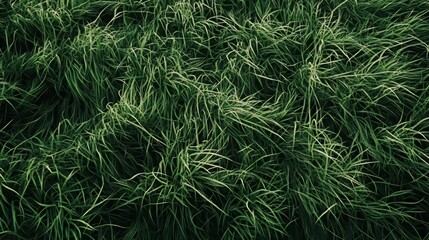 Lush green grass texture. natural and detailed grass background. photoshop textures. Ultra realistic. Photorealistic