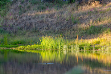 reeds in the lake