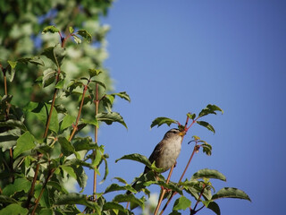 bird on a branch