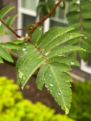 close up of green leaves after the rain
