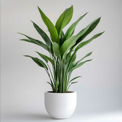 realistic photo of tall plant ASPIDISTRA ELATIOR in white pot light greybackground
