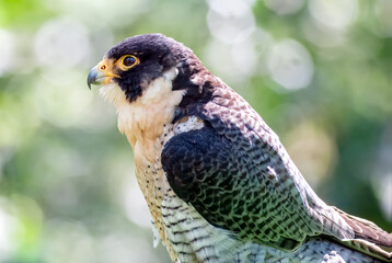 A Majestic Peregrine Falcon