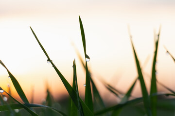 Dew or rain drops on fresh green wheat on sunrise. Nice bokeh effect of early morning golden hour. Meditation of plants birds and insects. Sun glares in a village. Kyiv, Ukraine. High resolution.	
