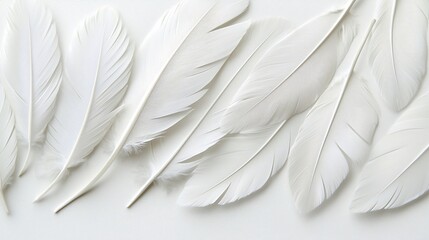 White feathers arranged on white background.