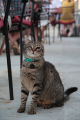 Kot Pirat © Kinga Domaradzka