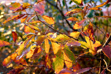 紅葉した葉っぱ