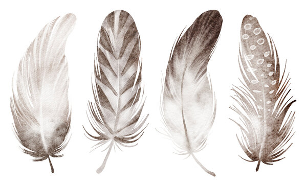 Watercolor illustration of feathers in vintage style. Hand-drawn set with quills and plumage for textile, wrapping paper, or wallpaper designs. Ideal for avian-themed projects for projects.