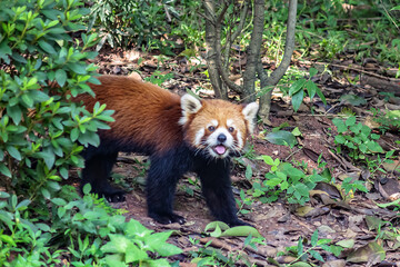 Chengdu Research Base of Giant Panda Breeding and Panda museum (was founded in 1987). The red...