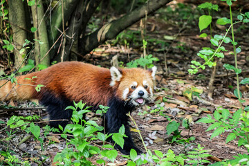 Chengdu Research Base of Giant Panda Breeding and Panda museum (was founded in 1987). The red...