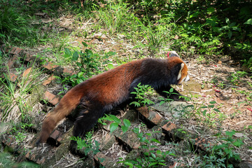Chengdu Research Base of Giant Panda Breeding and Panda museum (was founded in 1987). The red panda, or bear-cat in nature. Chengdu, China.
