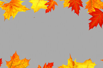Autumn leaves on a gray background. Autumn leaves on a gray background. A flying background of leaves in autumn colored gray. Flying leaves on a gray lifestyle autumn background.