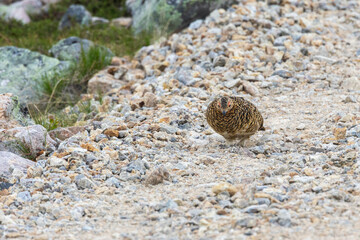 Female Willow ptarmigan walking on a rocky and sandy path and looking for pebbles during an early morning in Urho Kekkonen National Park, Northern Finland