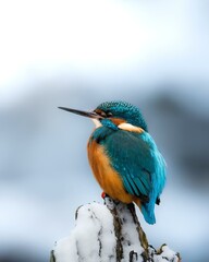 kingfisher on a branch