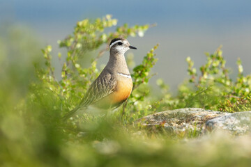 A colorful Eurasian dotterel standing on a rocky ground on Kiilopää fell in Urho Kekkonen National Park, Northern Finland