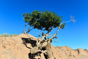 Populus euphratica trees in the desert