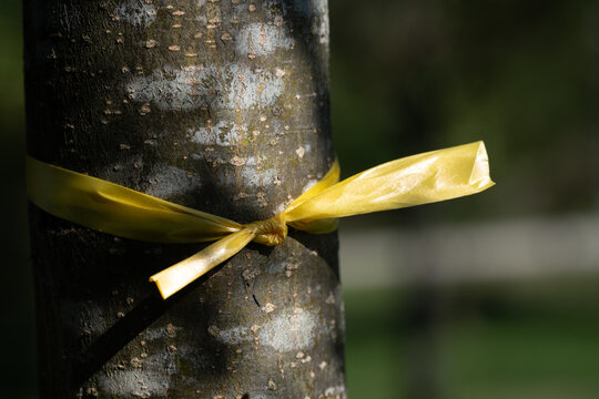 Close-up of the trunk of a fruit tree with a yellow ribbon knotted around it.