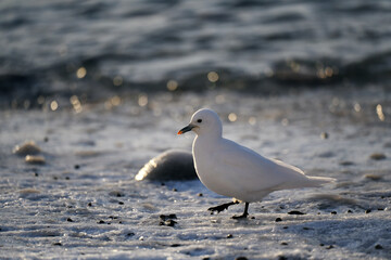 seagull on the beach