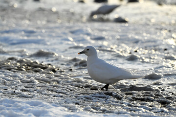 seagull on the beach