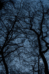 The crescent moon behind the branches of a leafless tree in winter