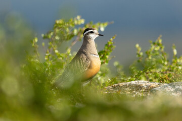 A colorful Eurasian dotterel standing on a rocky ground on Kiilopää fell in Urho Kekkonen National Park, Northern Finland