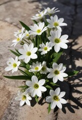 Shadows playing on a group of white ornithogalum flowers, adding depth to the image, graceful, blooms, contrast, dark, silhouette