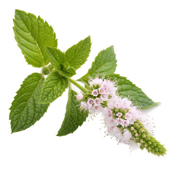 Mint plant with flowers