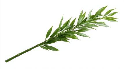 Fototapeta premium Elegant tea plant stem, bright green leaves in pristine detail, isolated on white, high contrast to highlight freshness, perfect for a clean advertisement