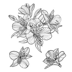 Vector alstroemeria flowers, monochrome illustration, floral composition