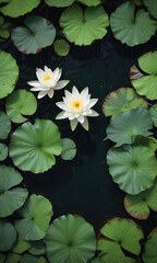 Top view of white lotus blossom surrounded by dark green lily pads, water garden, blossom, blooming, colorful