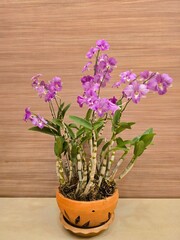 Purple orchids are arranged in clay pots to decorate the interior of the building.