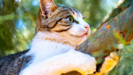 Fototapeta premium cat on a tree