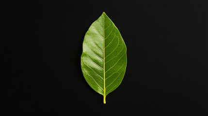Obraz premium single green leaf with perfectly symmetrical veins on dark background, showcasing its intricate details and natural beauty