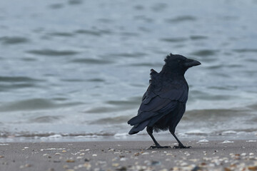 crow on the beach