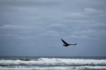 Crow in the sky