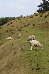 New Zealand Sheep