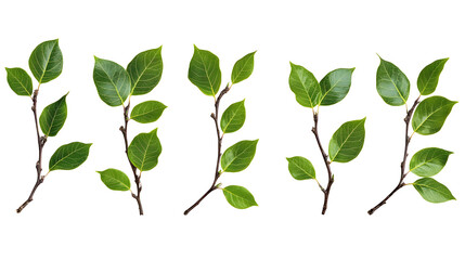 Fototapeta premium Twigs with green leaves (Cotoneaster lucidus) in a line arrangement isolated on white or transparent background