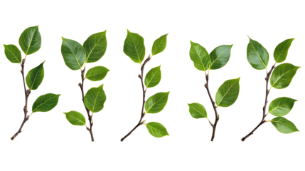 Twigs with green leaves (Cotoneaster lucidus) in a line arrangement isolated on white or transparent background